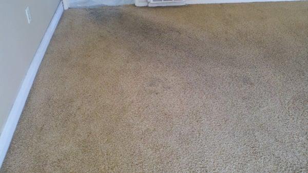 (Home) Before Carpet Cleaning