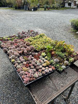 Succulents I purchased from this beautiful nursery!