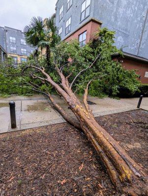 Fallen tree after Tropical Storm Helene hit Atlanta on the morning of Friday, September 27, 2024. That tree was there since 2004.