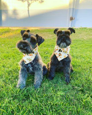 Nala & Bella loving their cut and cute bandana