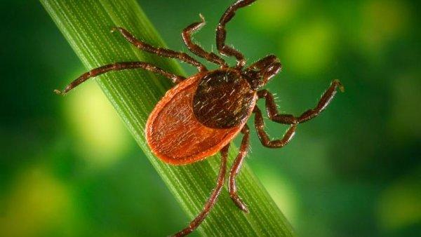 Tick bites are the leading cause of Lyme disease! Be careful! If you are suffering from chronic Lyme disease we can help you! Give us a call