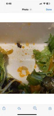 Salad with side of bug