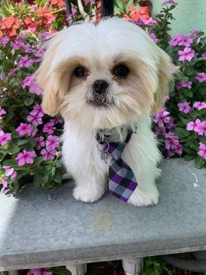 Puppy groom with an adorable tie.