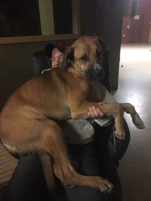 Murphy enjoying his new couch! Employee's care for these dogs as if they were their own! This guy thinks of Alex as his Mom away from home!