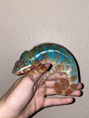 My panther chameleon I bought from Pet Bazaar in March 2021