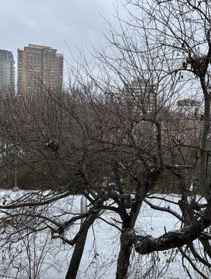 Wintery Day in Big D - cold and icy! (02/03/22)