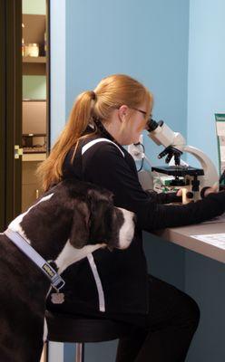 We have full in-house lab capabilities to assess bloodwork, cytology, stool samples, and urine. Bart sometimes has to supervise!