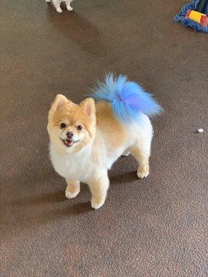 Brandy sporting a full haircut & creative color tail! Colors: blue & purple