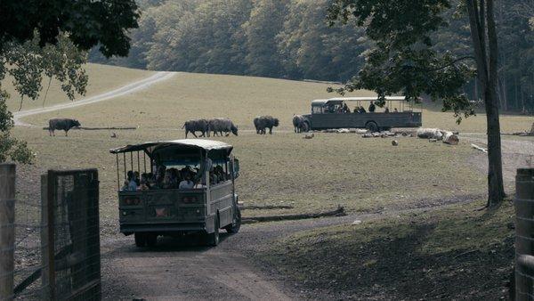 Guide safari bus tours are fun and informational while getting an up close experience with the animals.