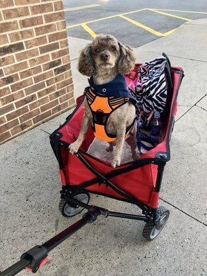 Finn my Service Dog and I picking up my RX at Wegman's.