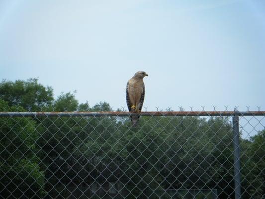 Very cool and unafraid hawk