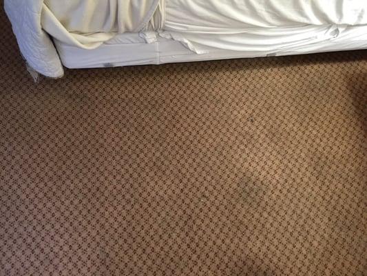 Stained and smelly carpet all over the room