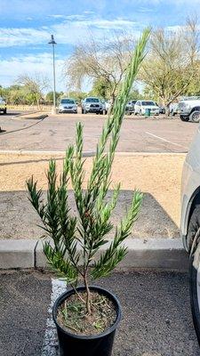 My desert willow I hope to keep alive! LOL