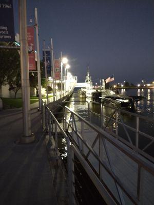 Cobia at night