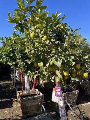 $900 lemon tree from local nursery