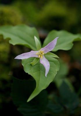 trillium - a favorite Northwest Native