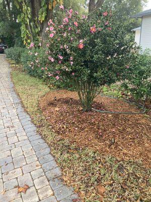 Camellia in bloom