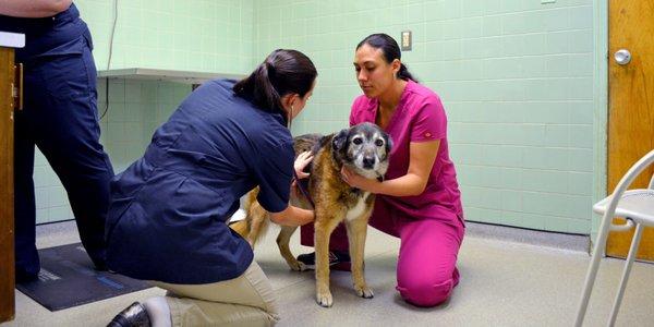 Beltsville Veterinary Hospital Dog Exam