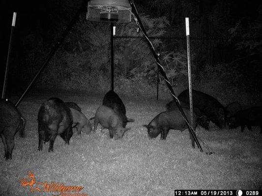 Feral Pig removal.