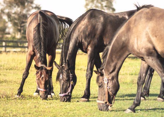 Horses in pasture