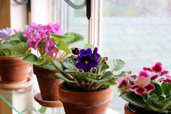 Blooming plants in the sunshine.