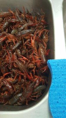 Crawfish