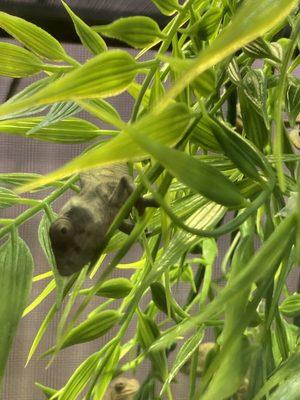 Baby panther chameleon