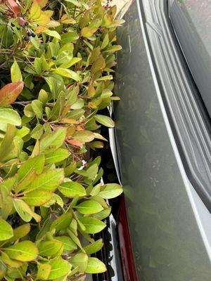 Scratched high gloss plastic by backing car into bushes