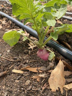 Raleigh City Farm