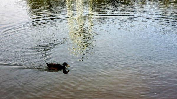 Duck circling on GREATEST GENERATION MEMORIAL PARK LAKE in Thomaston, Georgia.