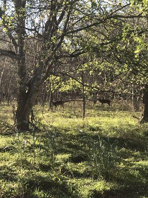 White tail family of deer