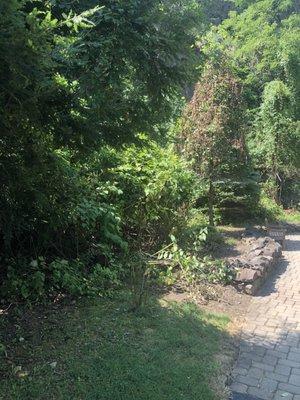 Kudzu, out of control, overtaking landscaped shrubbery and trees