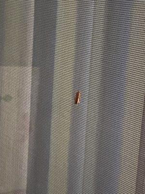 Here's a live roach on my screen for apartment 27 after I moved from the first roach infested unit