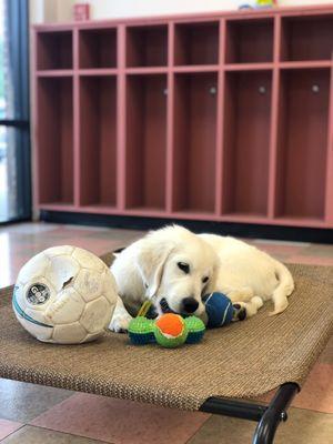 Grand Canine Hotel guests enjoy both indoor and outdoor play.