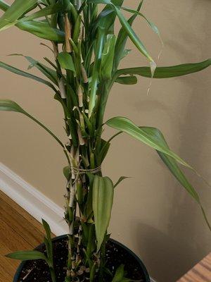 Close up of plant about 3 months after purchase growing nicely with even more shoots sprouting.