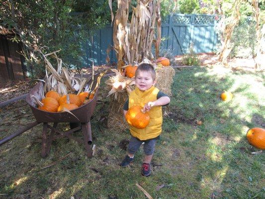 Loving the pumpkin patch!