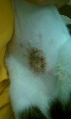 Day 4 after spay; still oozing and bleeding