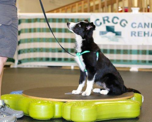 Quinn in TOTAL Puppy Class building her confidence!