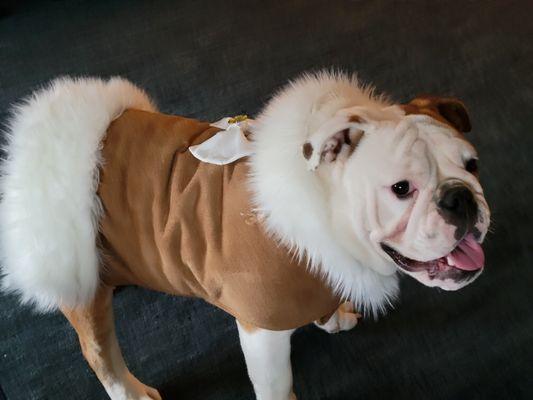 Bubba BowWow Boutique coat.