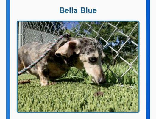 Bella Blue's report card, Relaxing with group play.