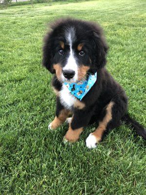 Bernese Mountain Dog Puppy