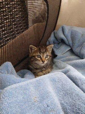 Feral Cat Coalition of Oregon