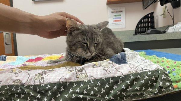 Lint on the waiting table, he was giving some treats and lots of pets.