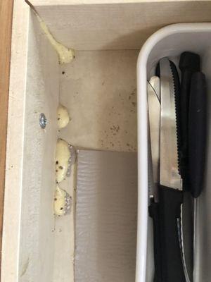 Dead bugs in the silverware drawer