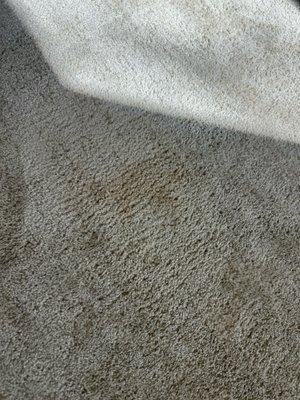 Marvic Carpet Steam Cleaning