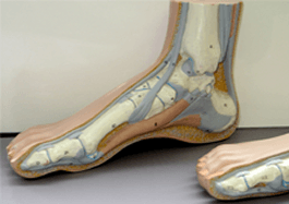 Lake Ridge Podiatry