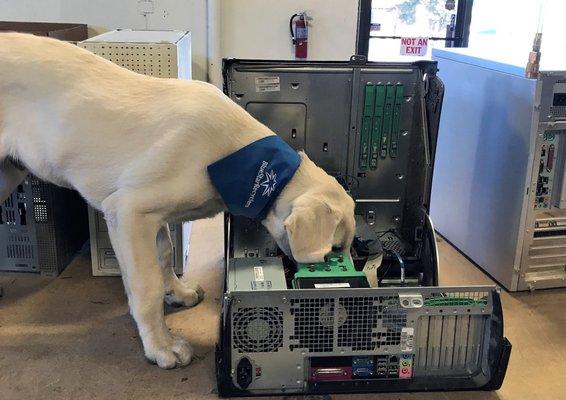 Murphy when he was much younger, helping us disassemble computers!