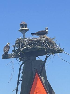 Protected bird and it's nest