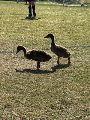 Ducks on the field during a soccer game!