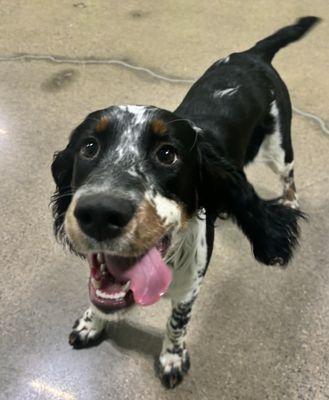 This picture was taken at PetSuites! A true reflection of the type of service Buck gets here. She is always happy to be there and comes home